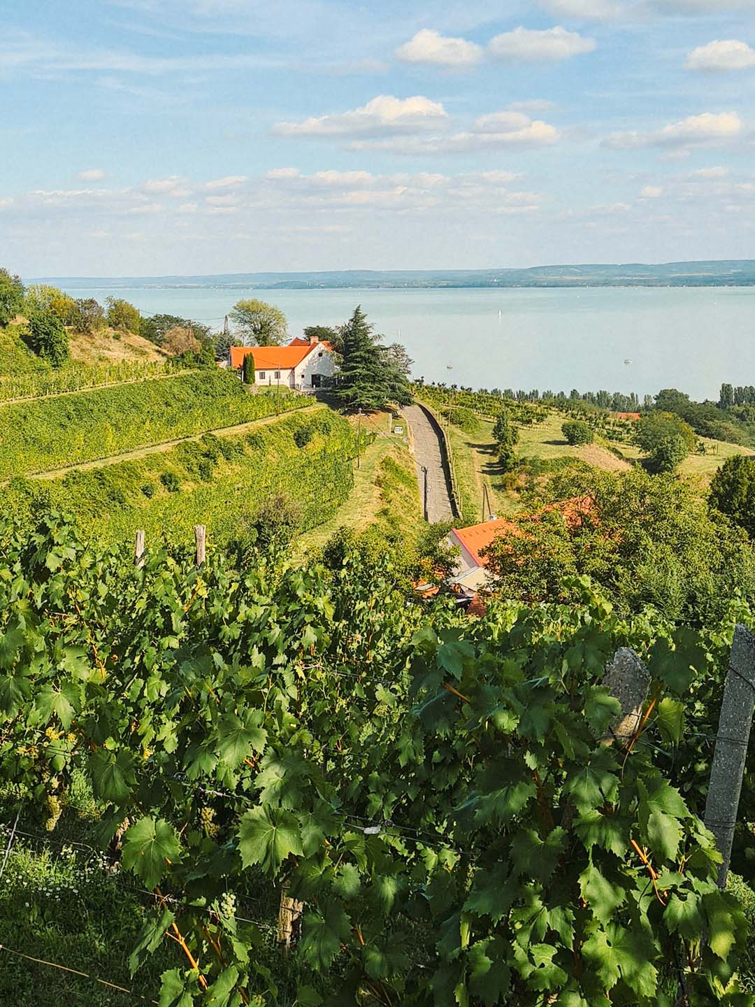 Weinberge am Balaton in Ungarn mit Blick über Rebhänge, ein weißes Winzerhaus und den See.