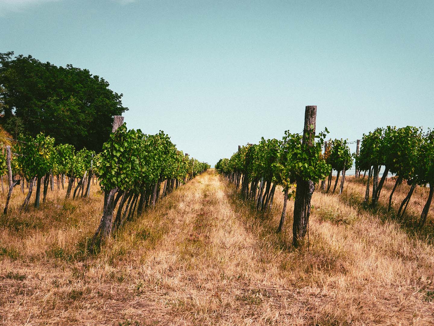 Ungarischer Weinberg mit alten Rebstöcken und trockenem Gras unter weitem, blauem Himmel.