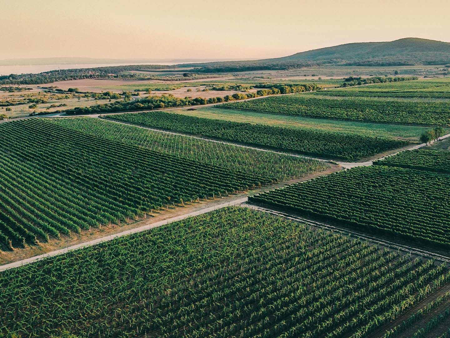 Weitläufige Weinberge bei Tagyon in Ungarn mit grünen Rebzeilen, Hügeln und dem Balaton im Hintergrund.