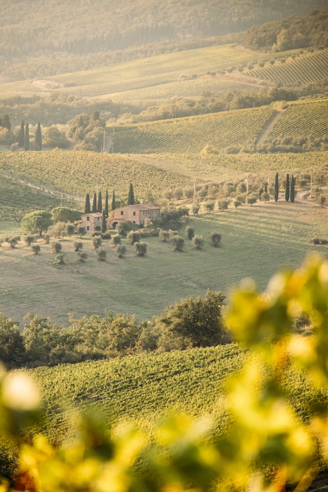 Featured image for “Wein im Fokus – Italiens autochthone Schätze”