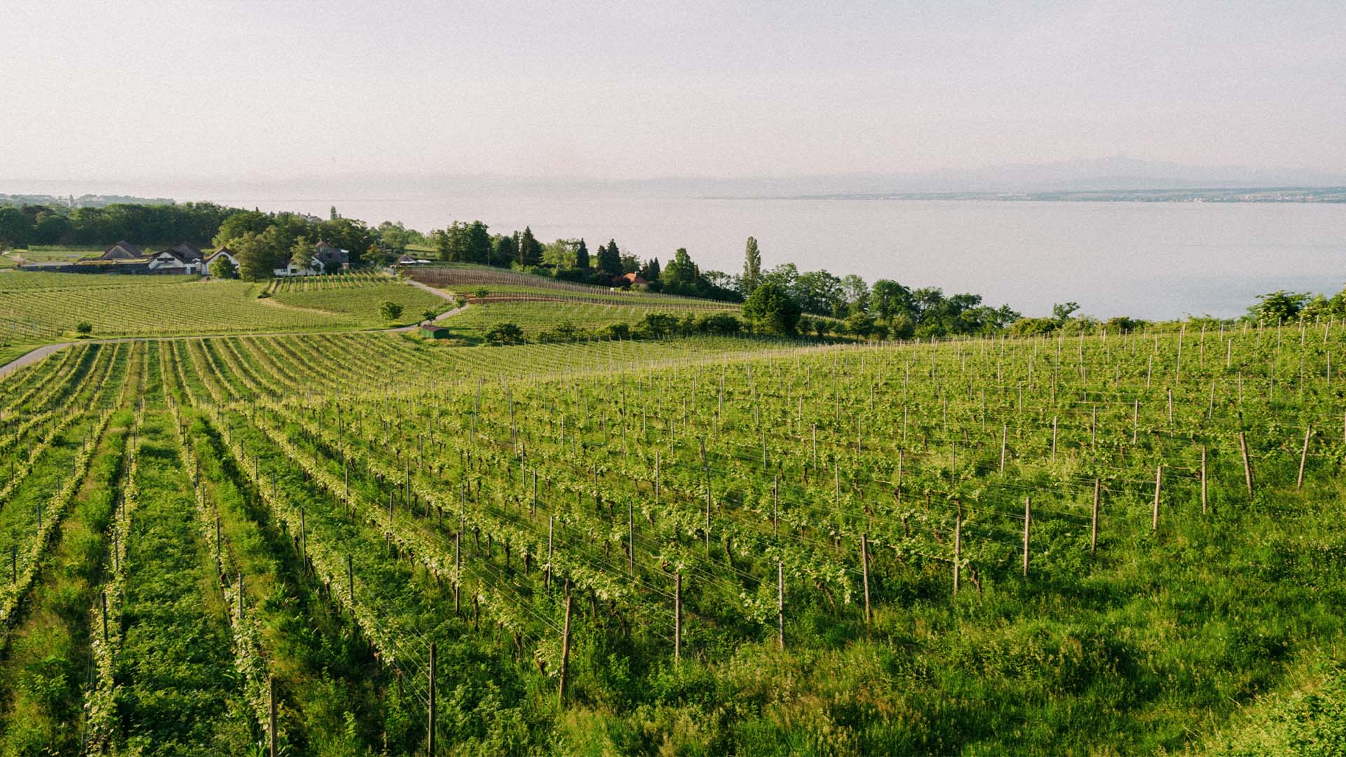 Weingut Aufricht vom Bodensee