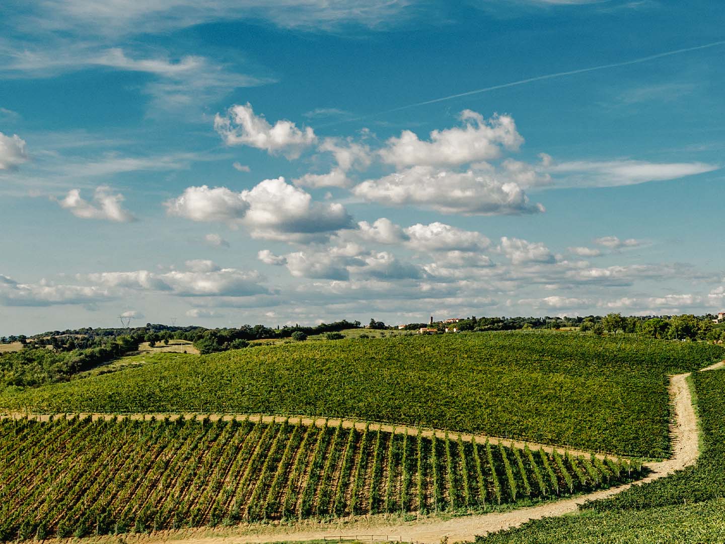 Ein Blick über die Weinberge in Maremma.