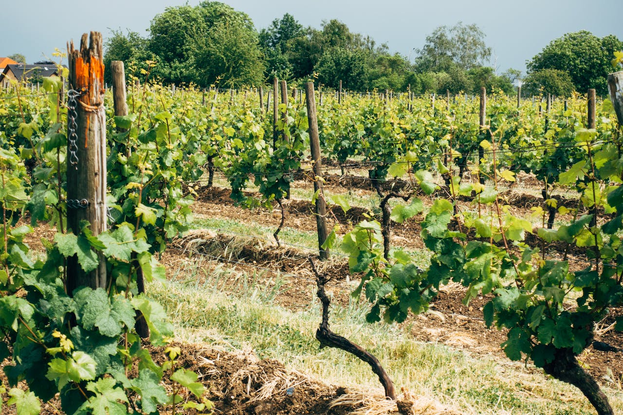 Blick in eine Parzelle in einer Weinlage im Rheingau