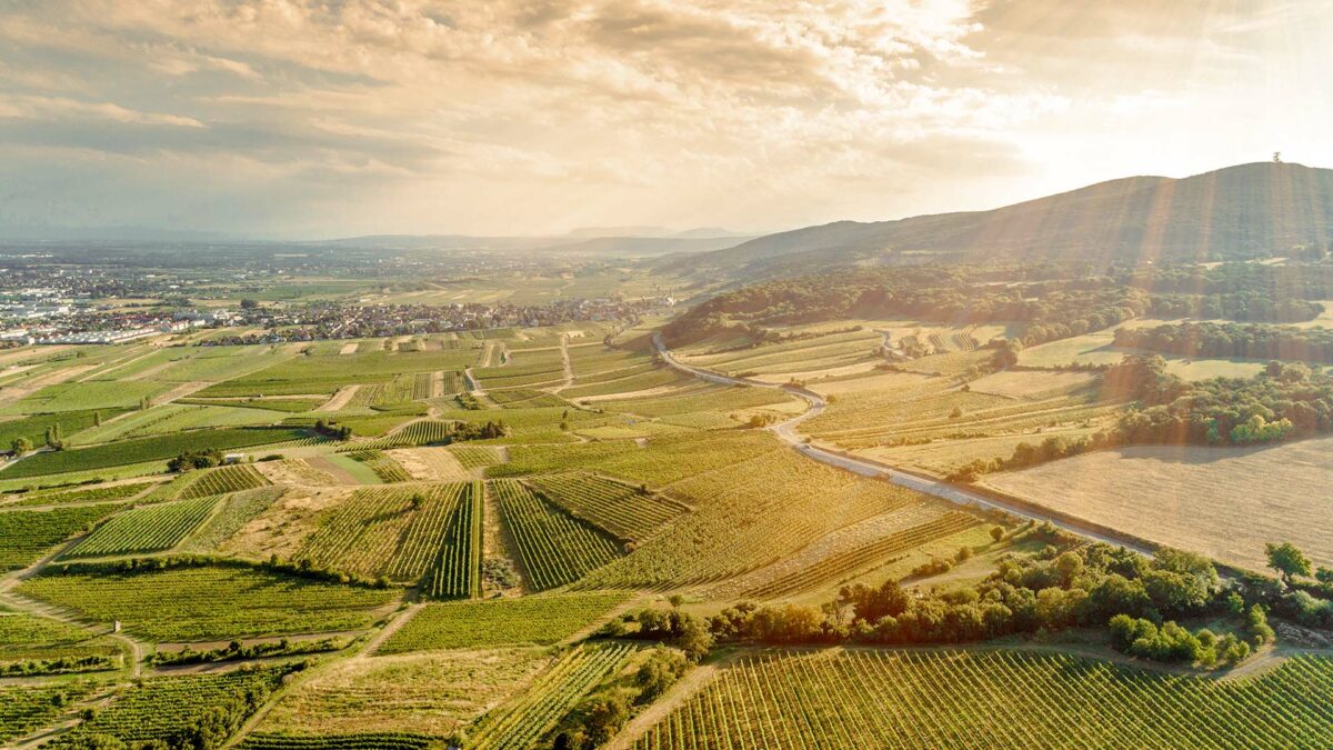 Wein aus der Thermenregion