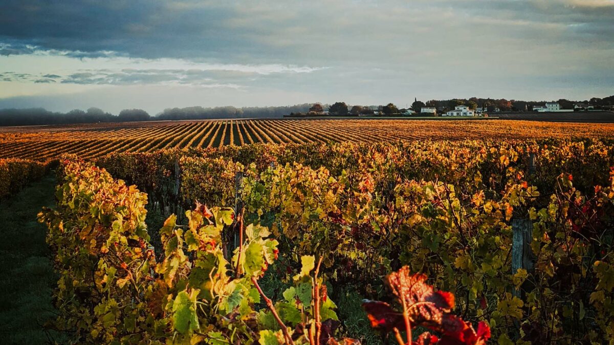 Wein aus dem Bordeaux