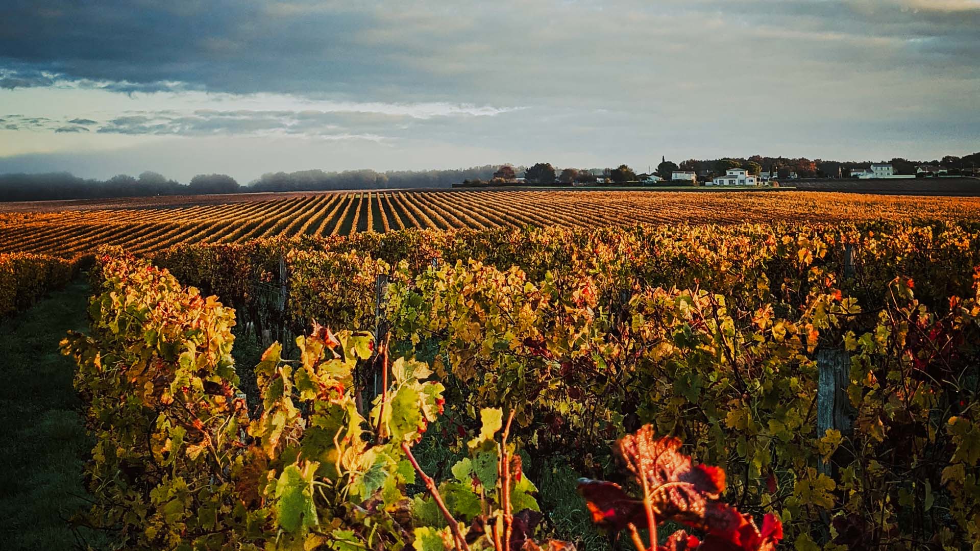 Featured image for “Frankreichs Weißweine”