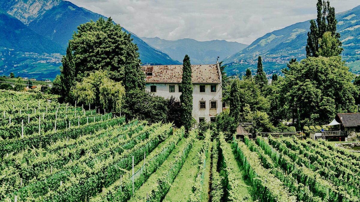 Wein aus Südtirol