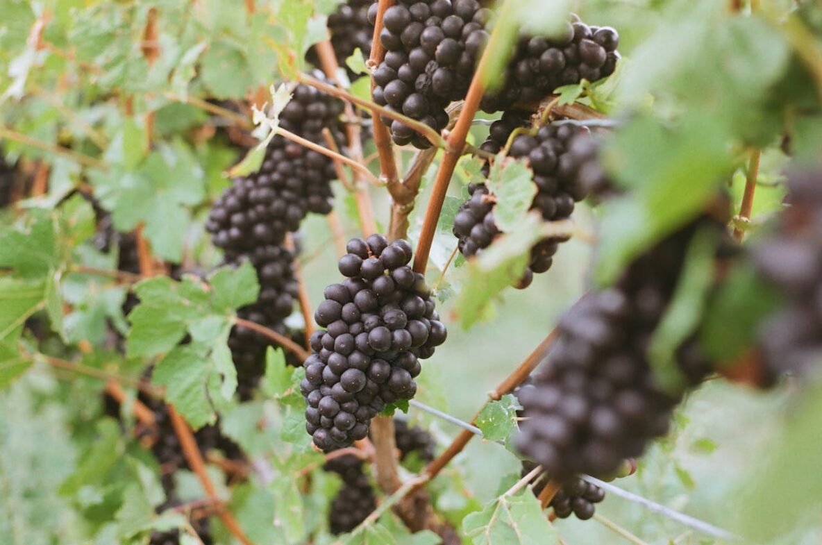 Pinot Noir